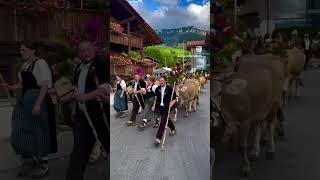 sigriswil thun switzerland cow [upl. by Earesed421]