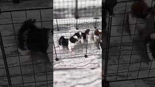 Baby dogcute puppy barking4kviralshorts [upl. by Jaynes67]