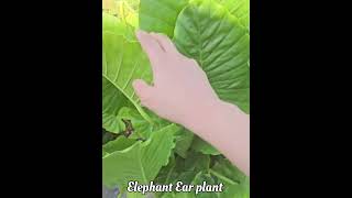 Elephant Ear plant Tropical plant grow in water  Colocasia esculenta [upl. by Anisamot]