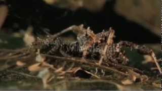 Portia Fimbriata The Fringed Jumping Spider [upl. by Hsetirp]