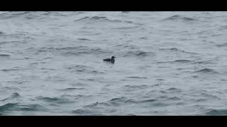 Rhinoceros Auklet in Haro Strait [upl. by Nyrraf]