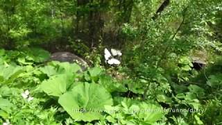 ヒメウスバシロチョウの飛翔 Parnassius stubbendorfii [upl. by Anitnatsnoc]