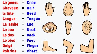 Apprenez le corps humain avec des phrases Part 1 [upl. by Shiroma902]