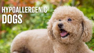 Top 10 Hypoallergenic Dog Breeds [upl. by Nerual]