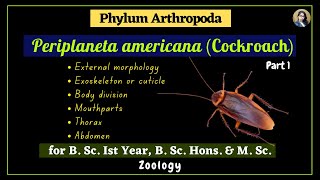 Periplaneta americana cockroach  Part 1  Zoology  B Sc Ist Year [upl. by Llezom892]