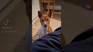 Basenji Bono [upl. by Suolhcin]