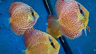 Discus Fish Nuovi Arrivi Marzo 2023 by natureaquariumdesign  YouTube Music [upl. by Jemy]