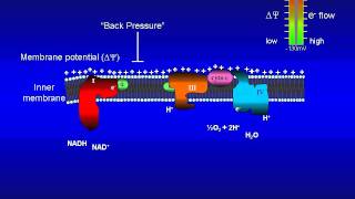 Animation of the bioenergetics governing the mitochondrial electrontransport system [upl. by Esli]