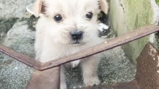 Abandoned Puppy Shivering In Cold Wind Homeless Misses Moms Arms Keep Barking Its So Cute [upl. by Natsreik]