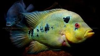 fish room with trimac cichlid Pair Fresh Water Fish [upl. by Kiyohara]