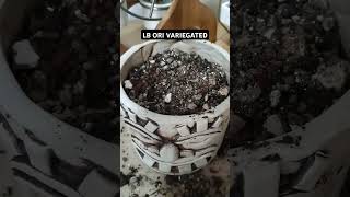 gymnocalycium Lb ori variegatedvideoshorts videoviral [upl. by Drehcir683]