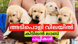 വിലകുറച്ച് കൊടുക്കുന്നു Labrador Retriever Puppies And A Very Cheap Price  Labrodor Puppies Sale [upl. by Allimak]