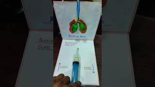 Working model of respiratory system school model motivation science [upl. by Pontias162]