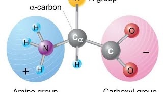 Amino acid kise kahte hai 2020 What is amino acid Amino acid Kya hai [upl. by Fredella]