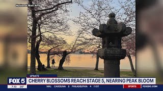 DC cherry blossoms reach stage 5  FOX 5 DC [upl. by Rostand]