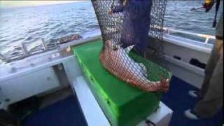 Whyalla Fishing Charters [upl. by Dugaid]