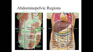 Dr Benaduce Abdominopelvic Regions amp Quadrants Introduction to Anatomy Lecture [upl. by Divan661]