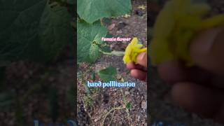 Hand pollination for vegetable plantsgardening pollination ytshorts organicfarming garden [upl. by Aisac]