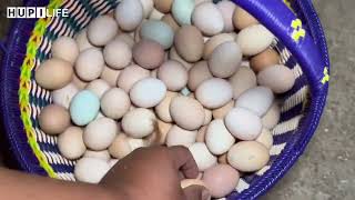 Farm Life  Harvesting chicken eggs duck eggs cook radish vegetable and egg soup [upl. by Ahsitruc]