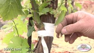 Grafting on to established vines can keep your vineyard productive [upl. by Bernard]