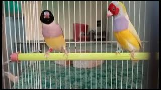 gouldian finch dance [upl. by Adnawal]