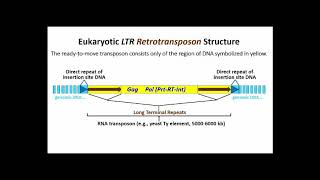 250 LTR Retrotransposons [upl. by Silvie]