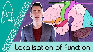 Localisation of Function in the Brain  Biological Psychology AQA ALevel [upl. by Nairred326]