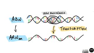 La transcription de lADN 🧬 [upl. by Buke]