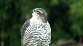 EPERVIER dEuropePortrait dAutomneAccipiter nisus  BRUITX [upl. by Ennairod]