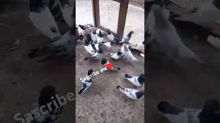 Highflyers shortvideo pigeon mauaima trendingvideo viral [upl. by Kcirdec434]