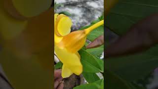 Alamanda flowers 💐 alamanda flowers gardening terracegarden short [upl. by Gnay]