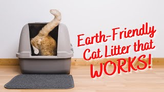 Save Money and Time With Wood Pellet Cat Litter [upl. by Walden84]