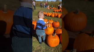 pumpkin fall vermont stowe [upl. by Melloney303]