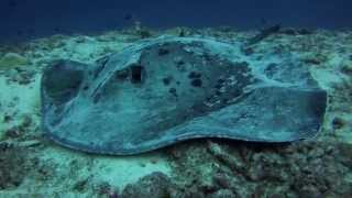 Maldives Sharks and Rays in action [upl. by Donata]