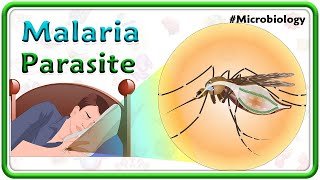 Malaria Parasite Lifecycle🦟 Clinical manifestations Complications Diagnosis amp Treatment  USMLE [upl. by Islean405]