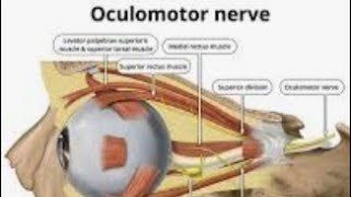 Oculomotor nerve and its function [upl. by Isiah]