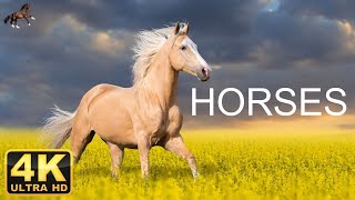 HORSES 4K  Scenic Relaxation Film With Calming Music [upl. by Bull]