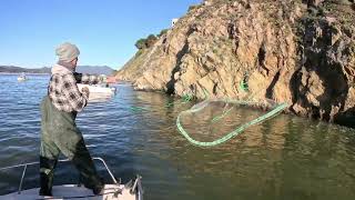 This FISHING doesnt look REAL  SF BAY Herring [upl. by Heppman]