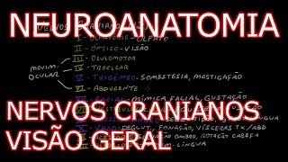 Aula Neuroanatomia  Nervos Cranianos Pares Cranianos  Visão Geral  Neuroanatomia Humana 6 [upl. by Erusaert]