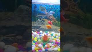 Aquarium Fishe feed shorts ytshorts [upl. by Searby]