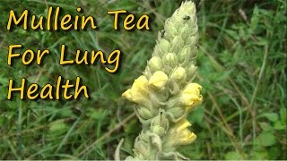 Easy To Make amp Healthy Mullein Tea [upl. by Eirolav]