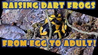 Raising Dart Frogs from Egg to Adult [upl. by High]