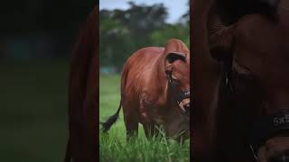 Red American Brahman cow breed best for cattle farming cow cattlefarm shorts shortvideo [upl. by Mariandi]