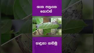 ශාක පත්‍රයක කොටස් හඳුනා ගනිමු [upl. by Medlin]