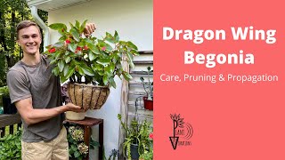 Grow Propagate amp Prune DRAGON WING BEGONIA  An Angel Wing Begonia Hybrid [upl. by Ares702]