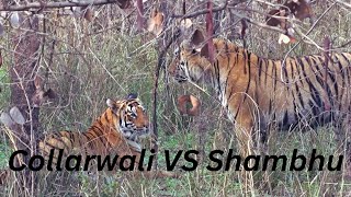 Collarwali VS Shambhu  Tiger fight  Tadoba Andhari Tiger Reserve [upl. by Branscum112]