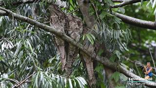 Papuan Frogmouth photography and commentary Cairns  North Queensland [upl. by Amasa]