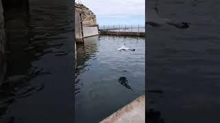 Seagull steals food from Seals shorts [upl. by Harriette]