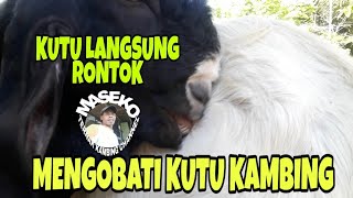 cara mengobati kambing kembung  masuk angin [upl. by Tegdig]