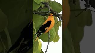 Indian Golden Oriole Call [upl. by Tomi]